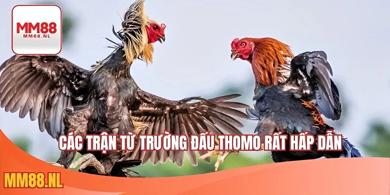 Các trận từ trường đấu Thomo rất hấp dẫn