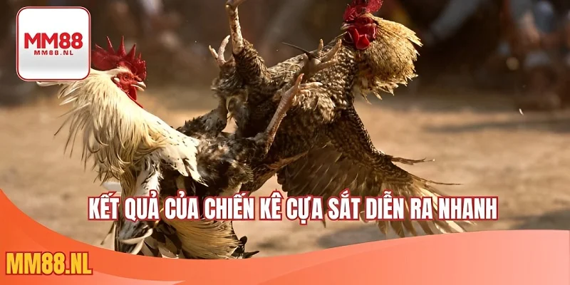 Kết quả của chiến kê cựa sắt diễn ra nhanh